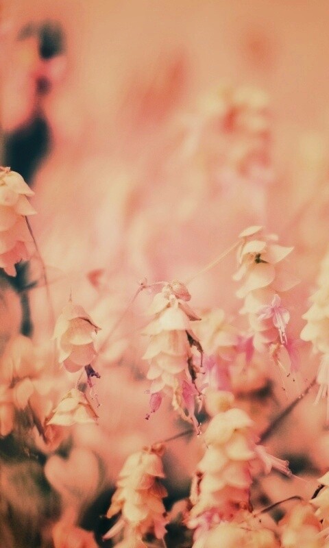 Висящие цветочки обои