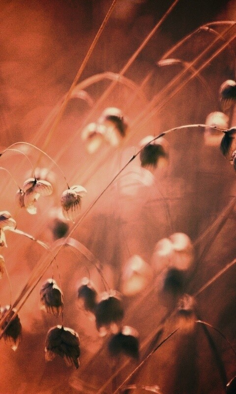 Увядающие цветочки обои