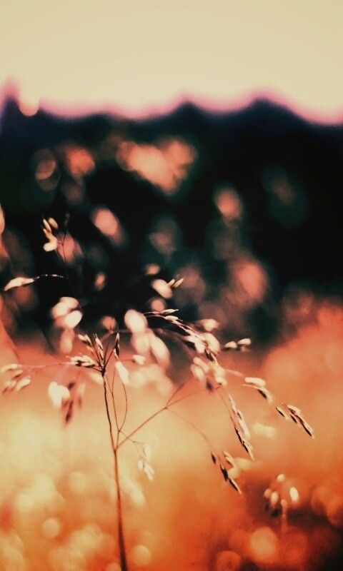 Трава на солнце обои