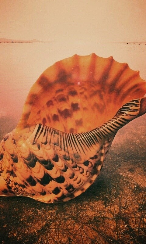 Морская раковина обои