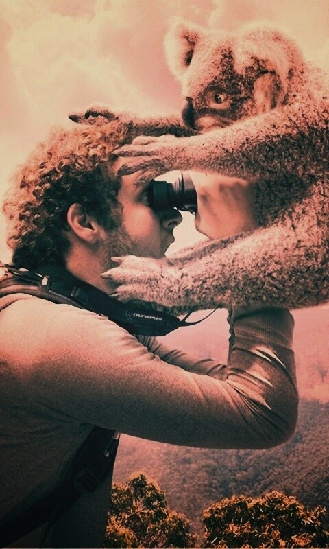 Коала ближе чем кажется обои