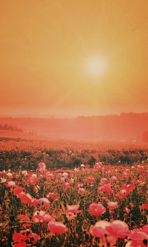 Цветущие поля обои