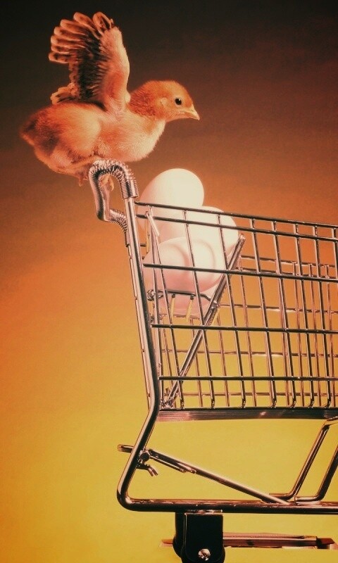Цыплёнок покупает яйца обои