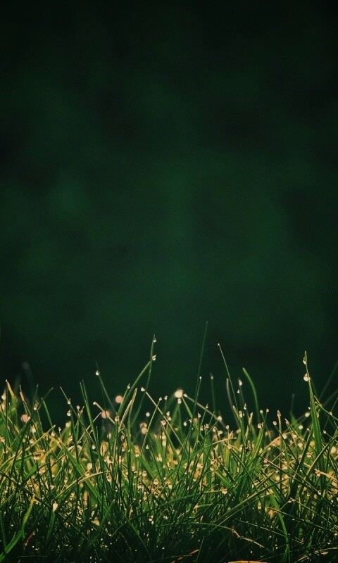 Трава после дождя обои