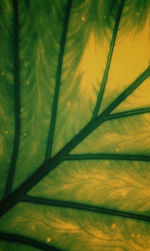 Макро фото листа обои