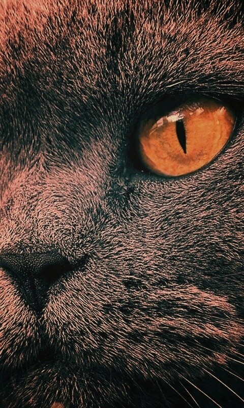 Кот с оранжевыми глазами обои
