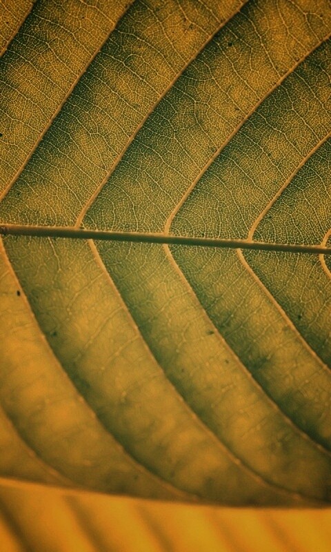 Листик обои