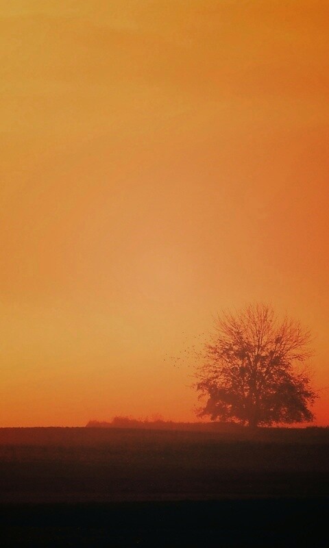 Убранное поле обои