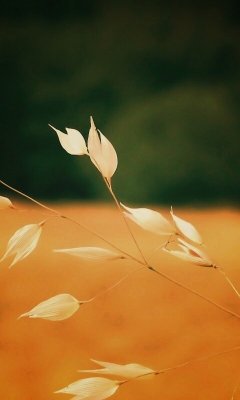 Белые полевые цветочки обои