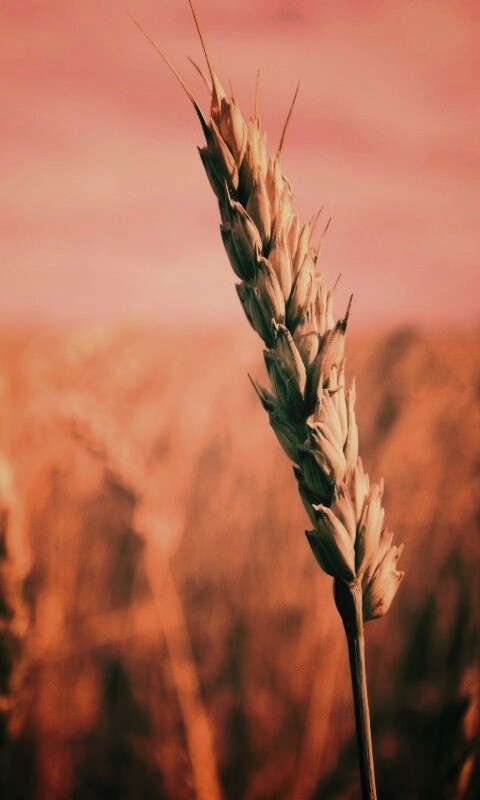 Колосок обои