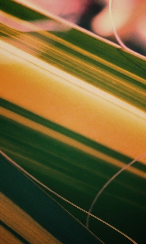 Желто-зеленые травинки обои