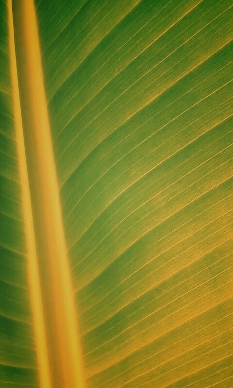 Желтый черенок листа обои