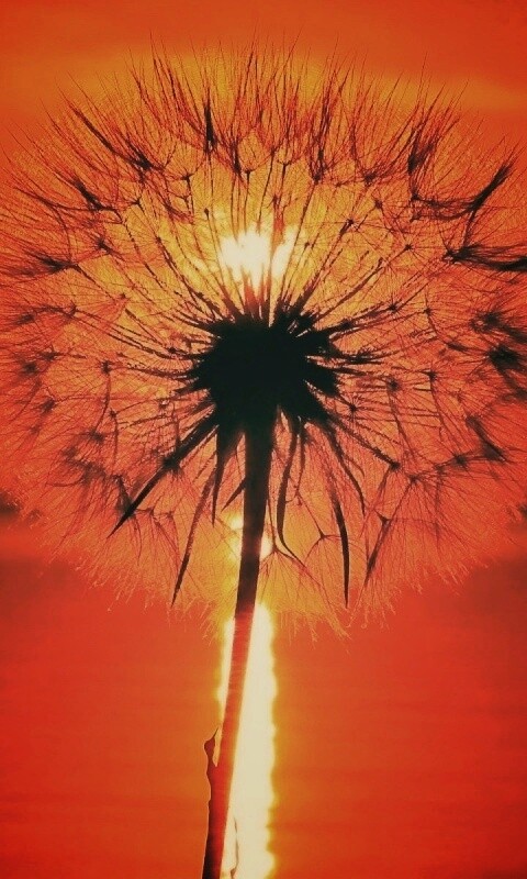 Одуванчик на закател обои