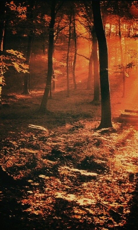 Лес в золотом сиянии обои