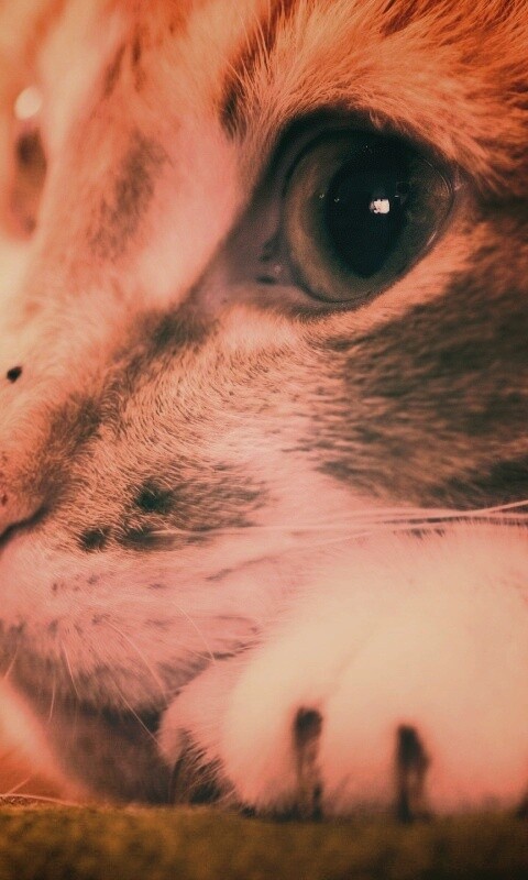 Мордочка на лапаках обои