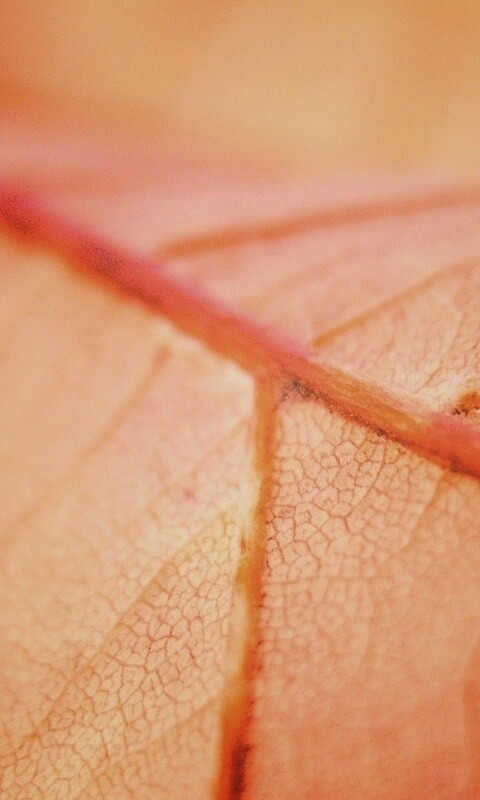 Желтый лист обои