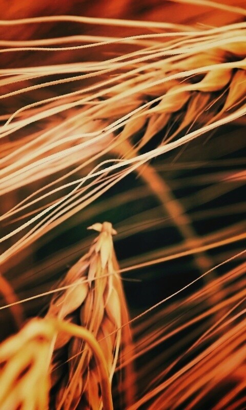 Лохматые колосья обои