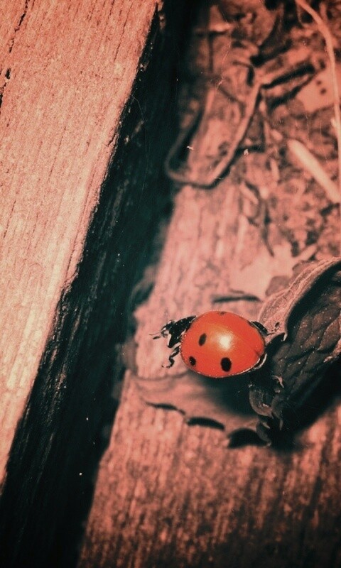 Божья коровка обои