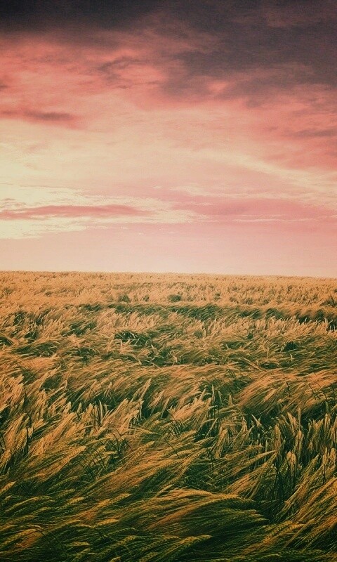 Море трав обои