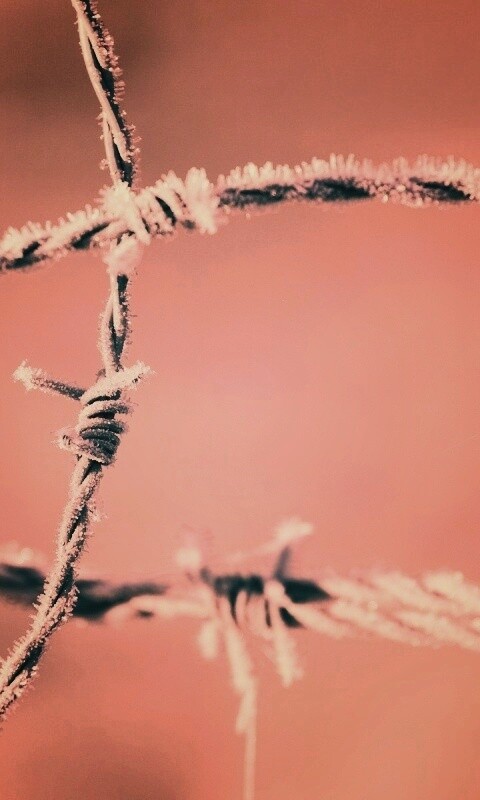 Замерзшая колючая проволока обои