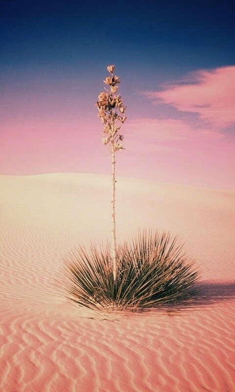 Растение среди пустыни обои