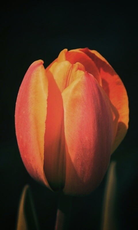 Распускающийся тюльпан обои