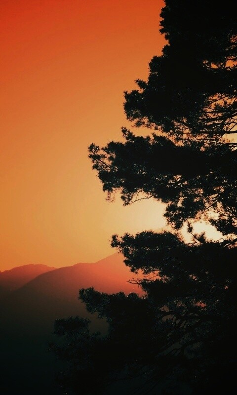 Силуэт дерева на закате обои