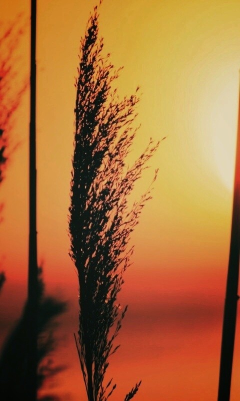 Травинка на закате обои