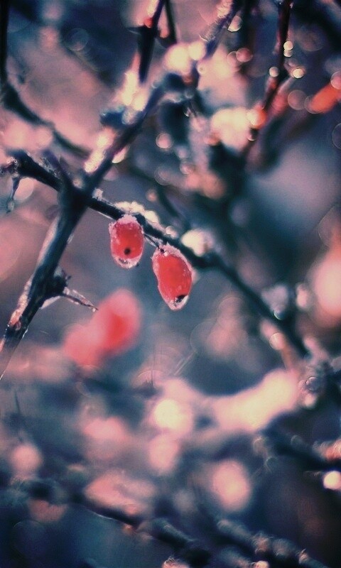 Замерзшие ягоды обои