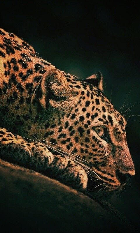 Лежащий ягуар обои