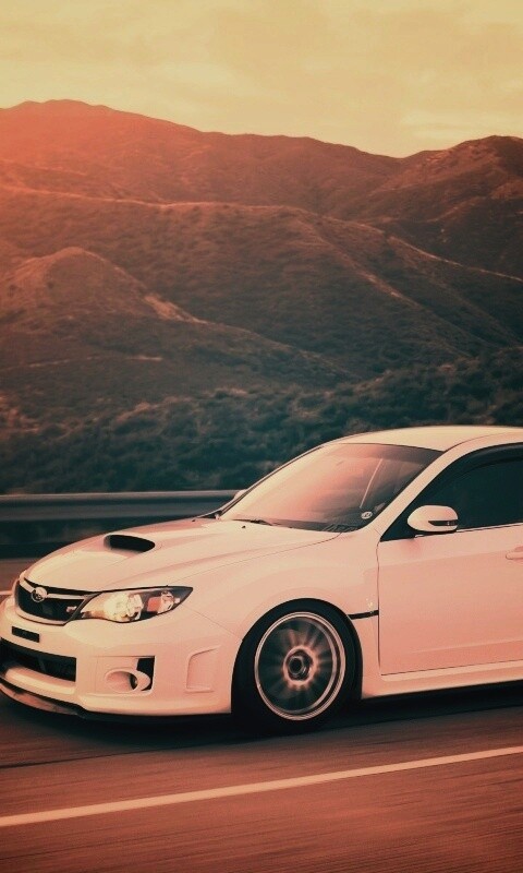 Белый субарь на тарссе обои