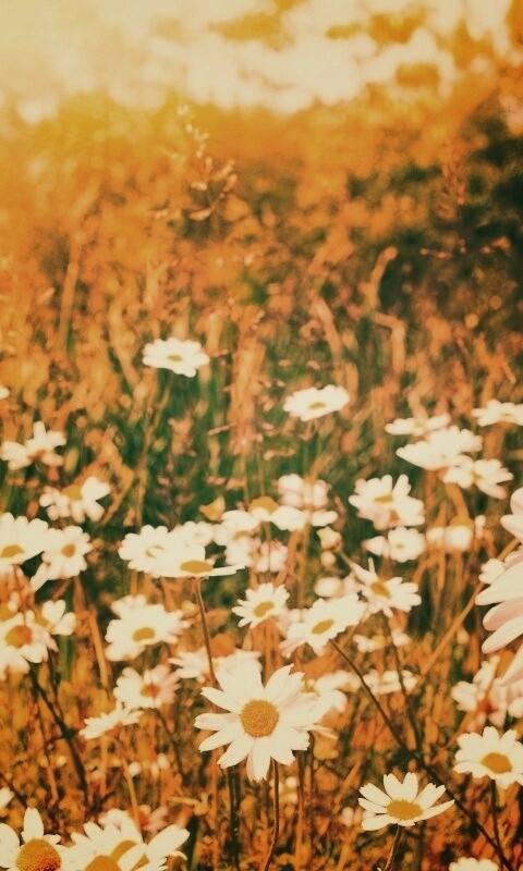 Солнечные ромашки обои