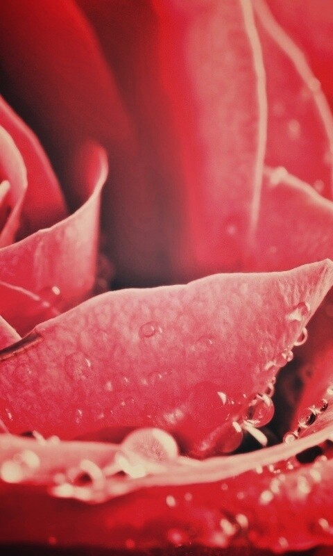 Капли на бутоне розы обои