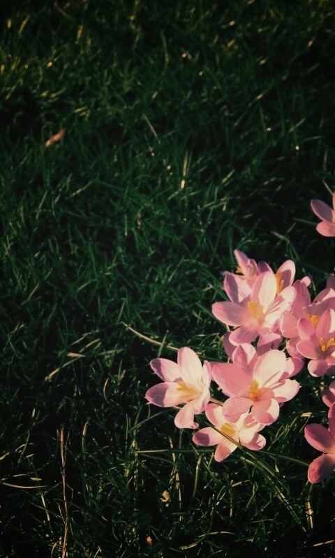 Фиалки на траве обои