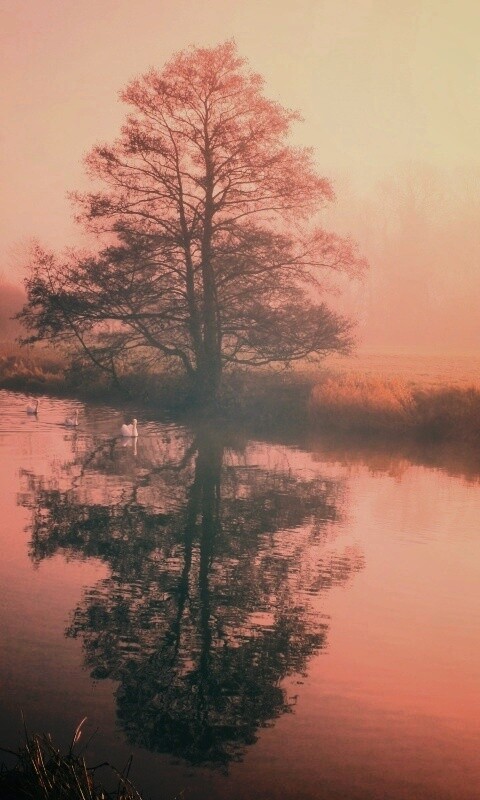 Дерево в тумане обои