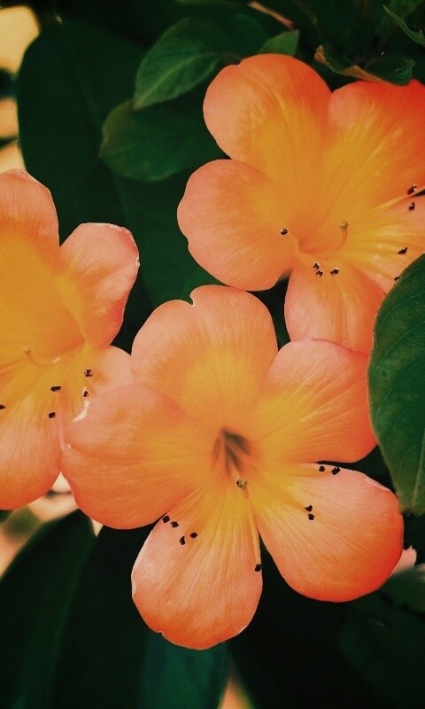 Оранжевые цветочки обои