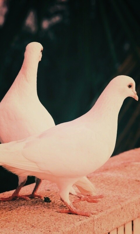 Два белых голубя обои