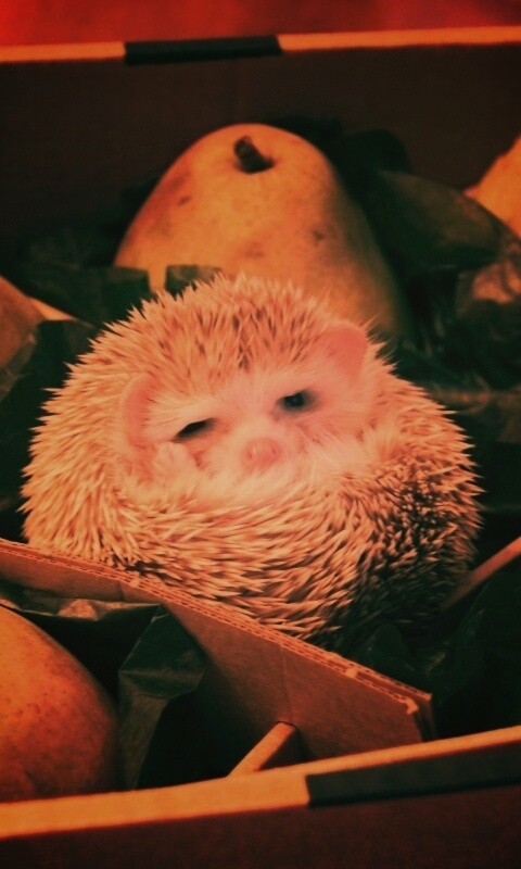 Ёжик в грушах обои