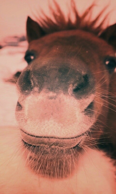 Морда пони обои