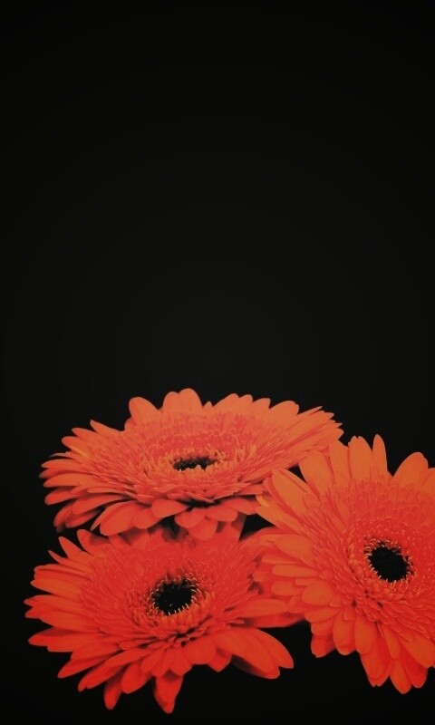 Красные герберы обои