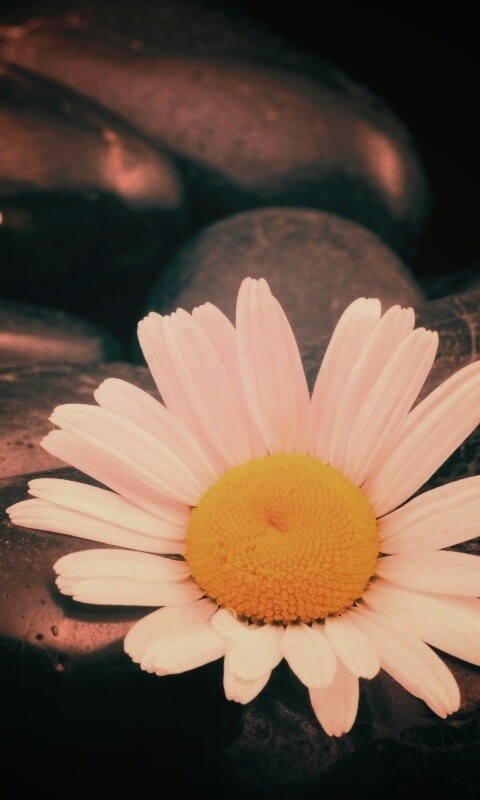 Ромашка среди гальки обои