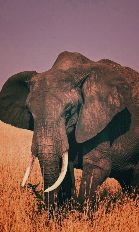 Африканский слон обои