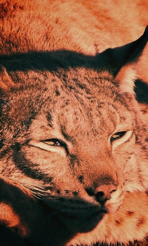 Сонная рысь обои