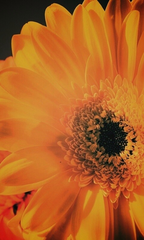 Желтый гербер обои