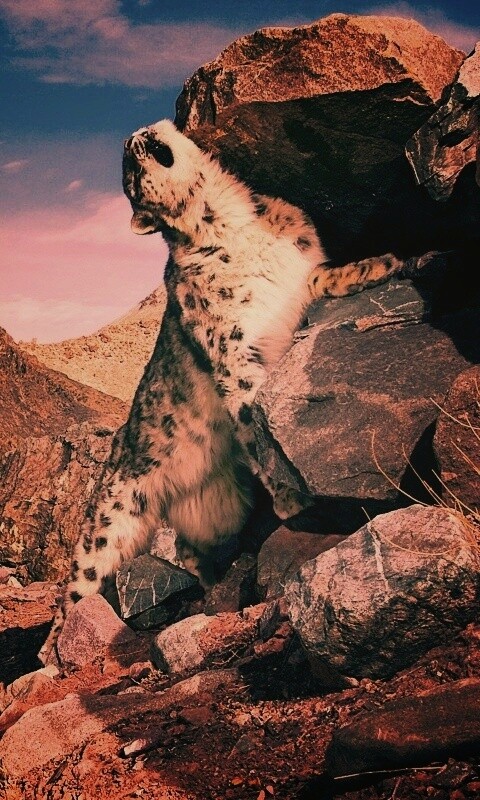 Барс чешется о камни обои