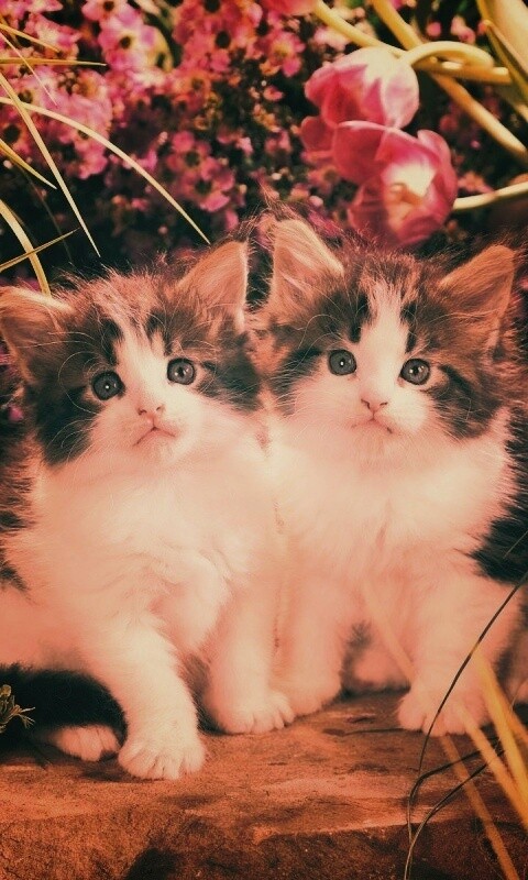 Котята в цветах обои