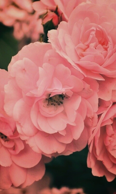 Розовые цветы обои