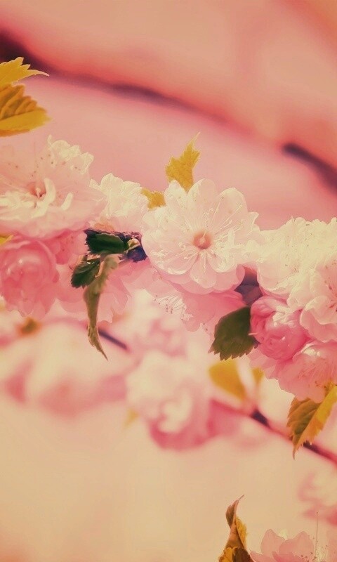 Ветка с цветами обои