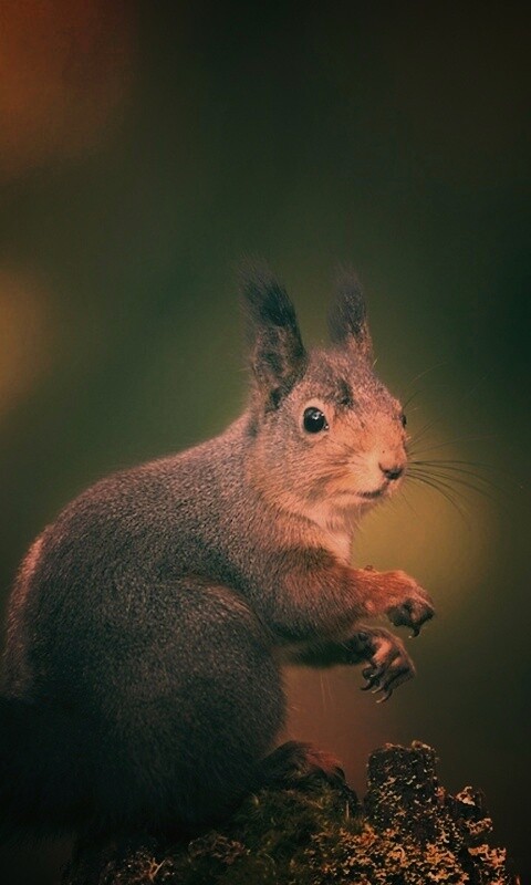 Белку застали врасплох обои