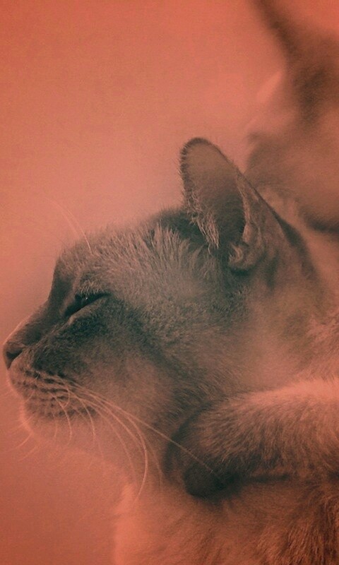 Котёнок обнимает маму обои